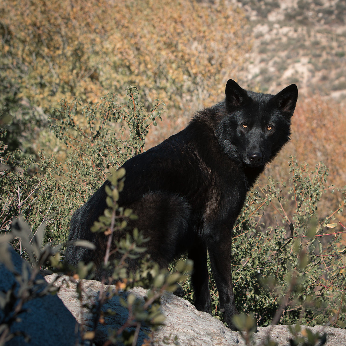 Wolf Donation Update January 2024