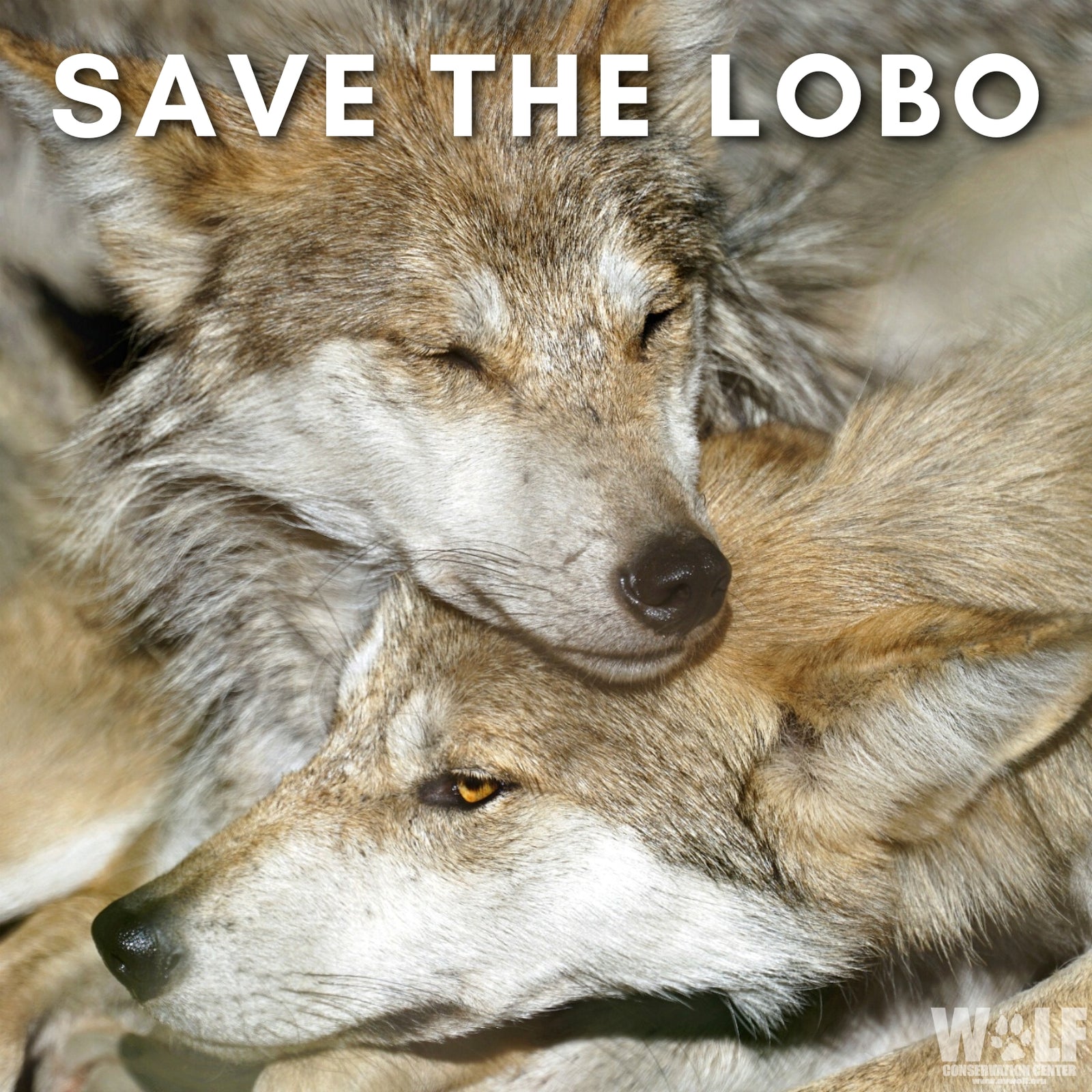 Wolf Donation Update March 2023