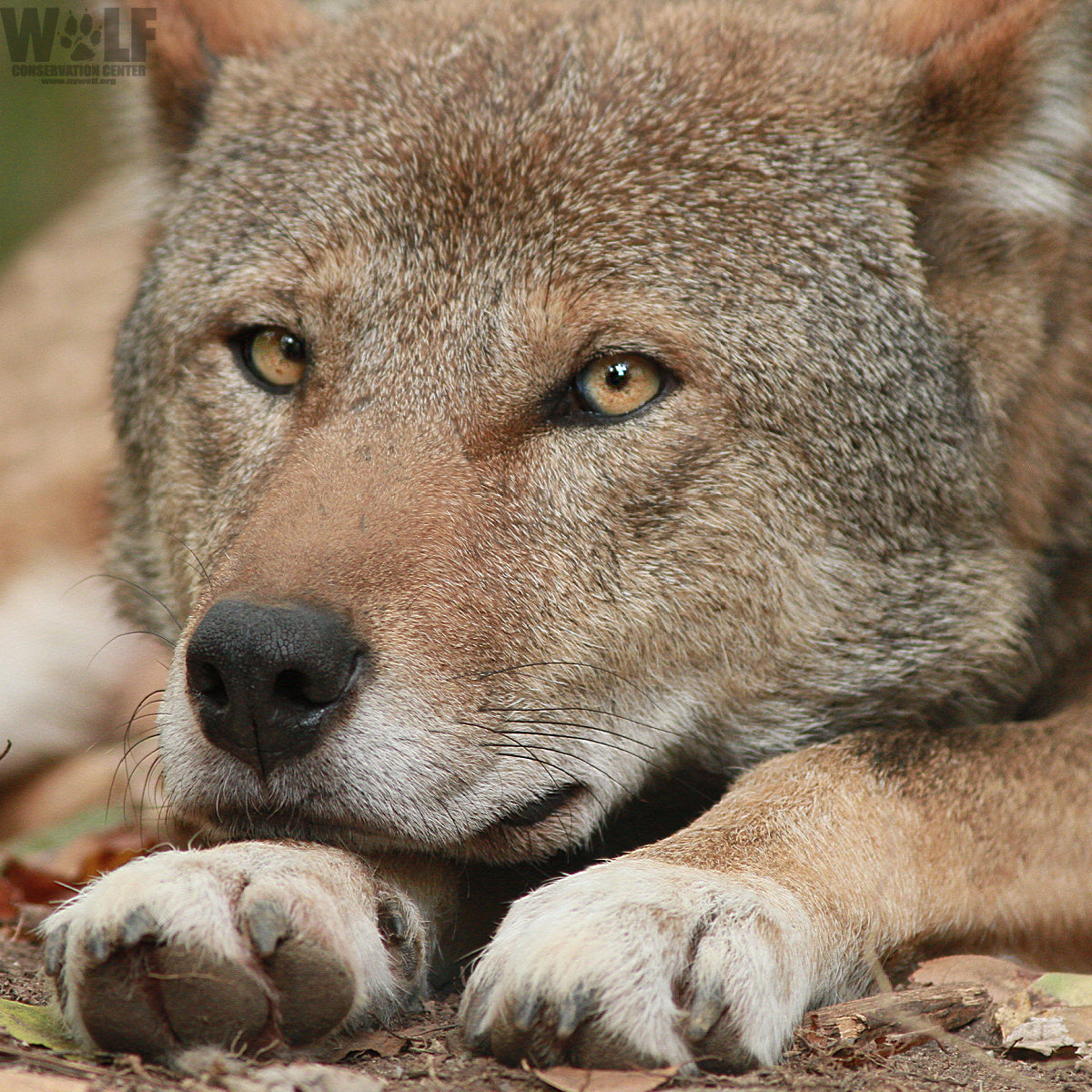 Wolf Donation Update August 2024