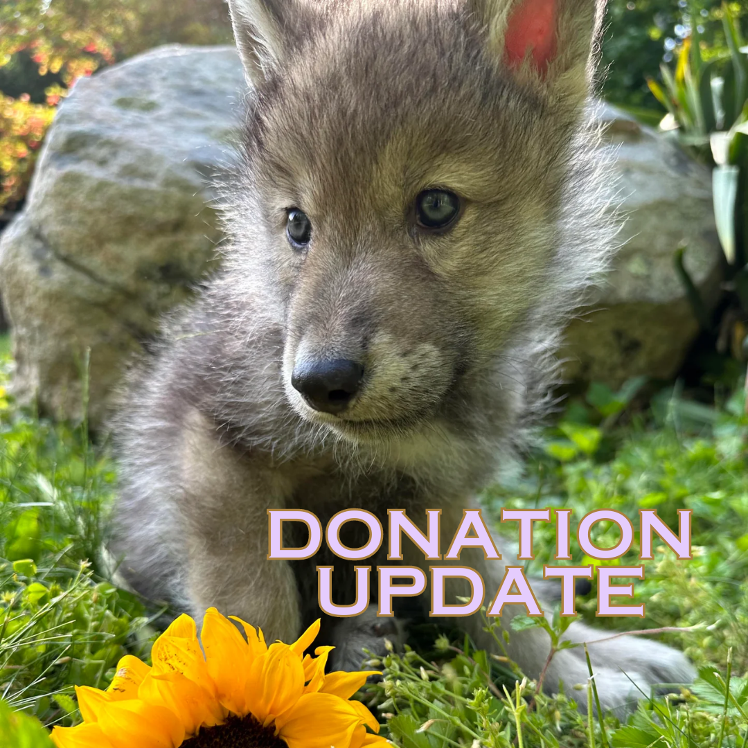 Wolf Donation Update July 2023