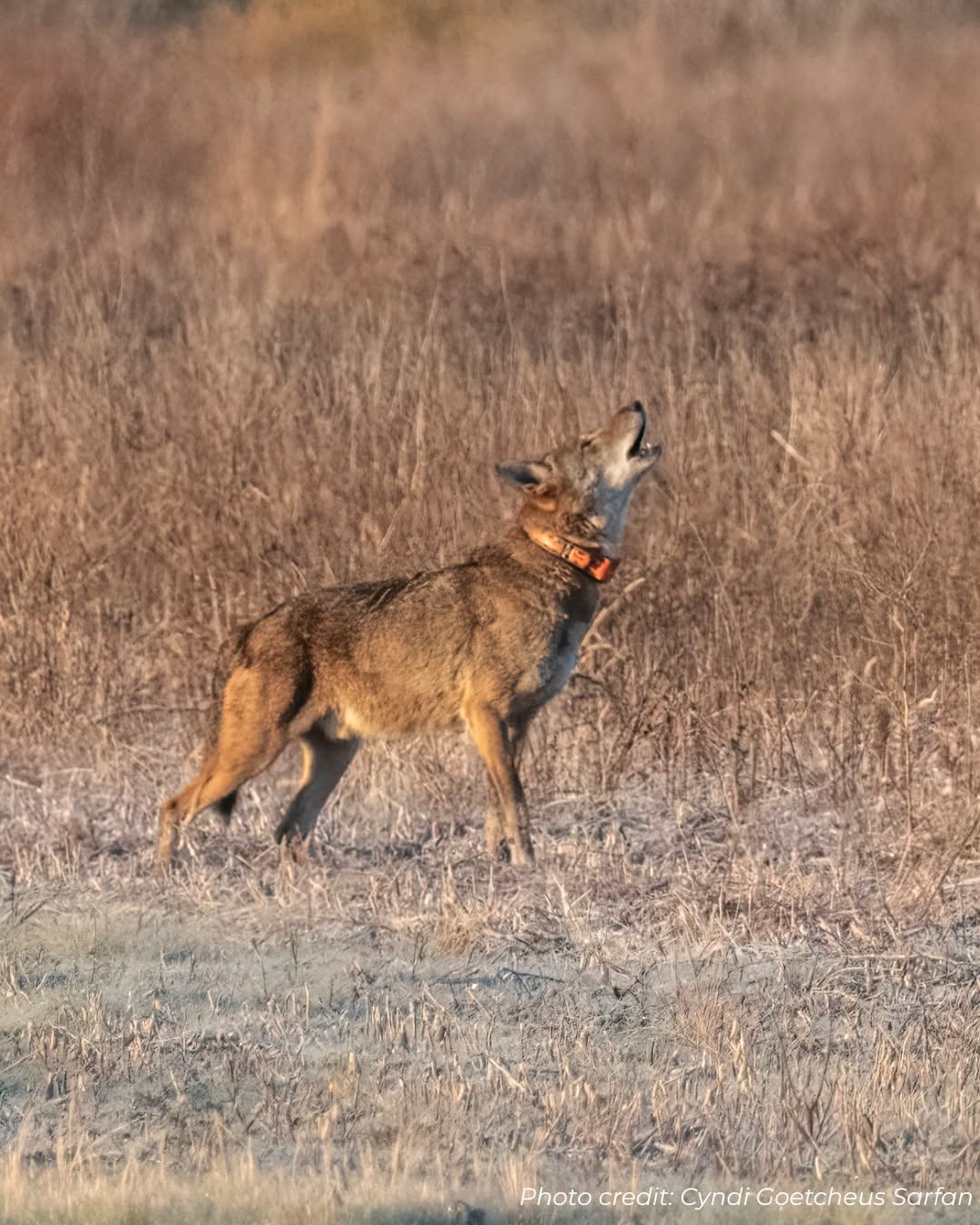 Wolf Donation Update September 2026
